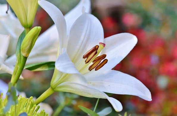lily flower blooming