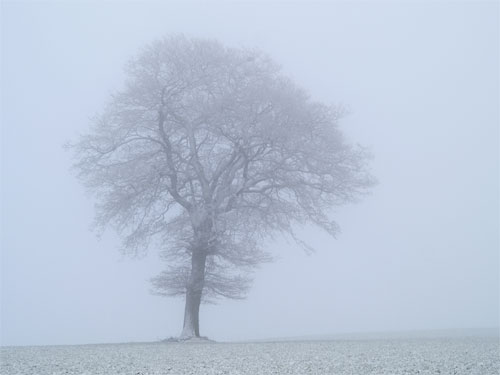 tree in fog