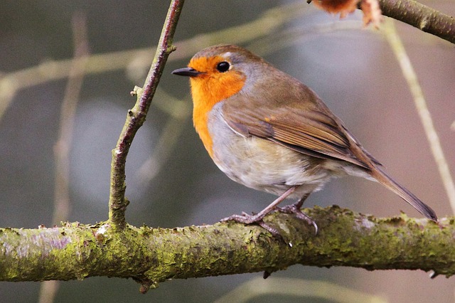 robin in tree, spring