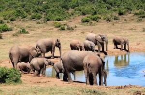 elephants in the wild