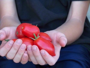 hands-tomatoes-892717-gallery