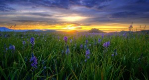 Blue wildflowers at sunrise n a field