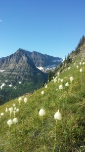 white mountain wildflowers