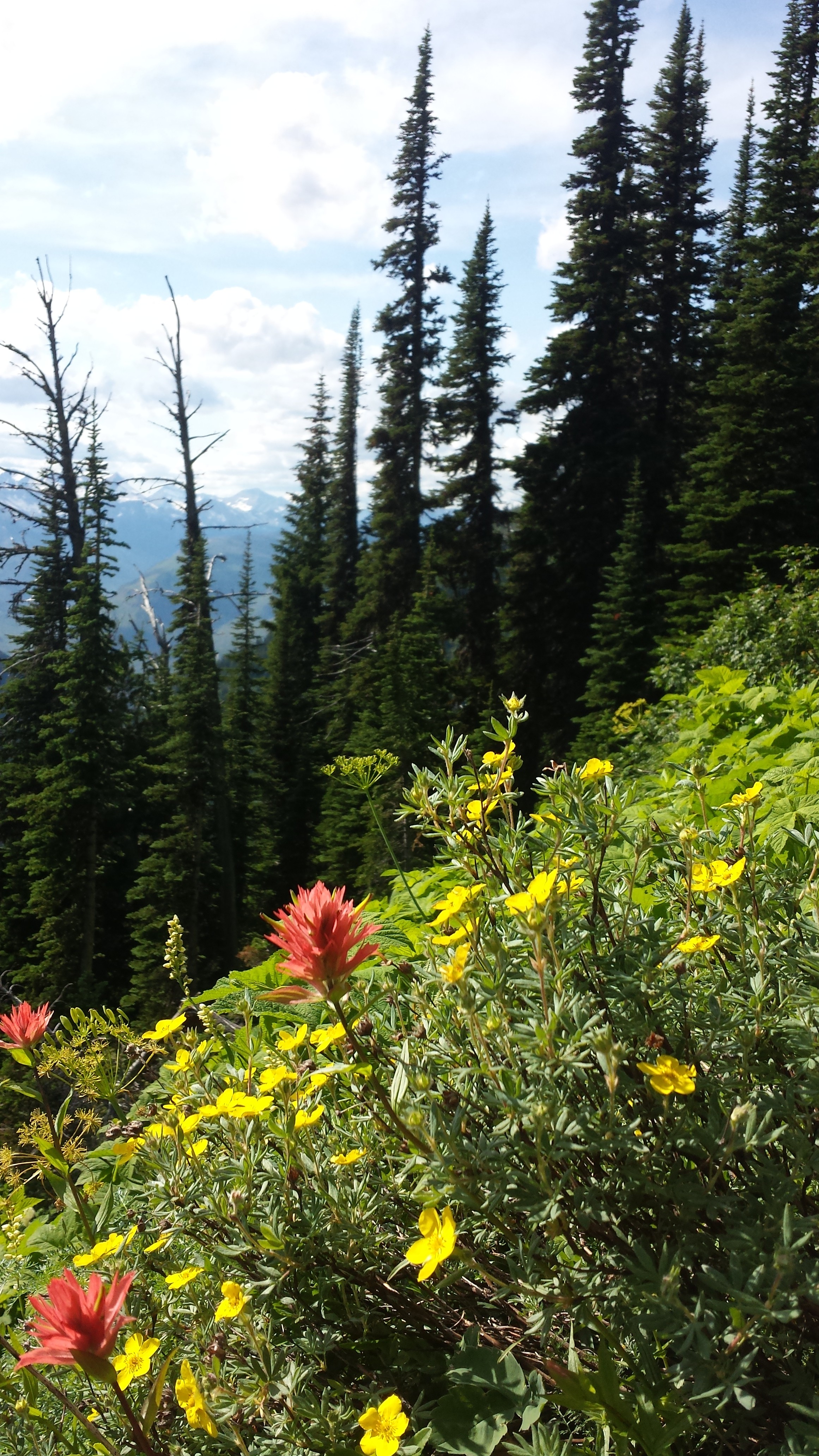 My Place in Life: Wildflowers Amongst Mountains
