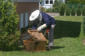 beekeeper