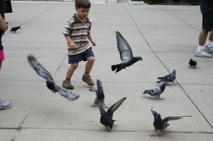 boy chasing birds