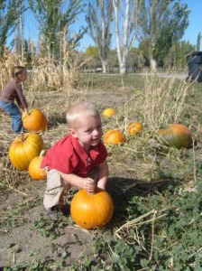 child in a pumpkin patch