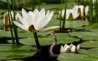Unseen Snakes in Our Eden