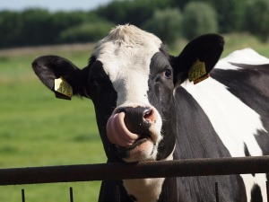 black and white cow