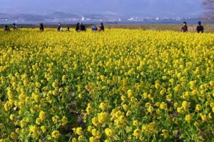 sunflower field