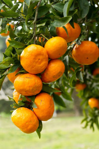 17satsumas_gl_5mar12_iStock_b