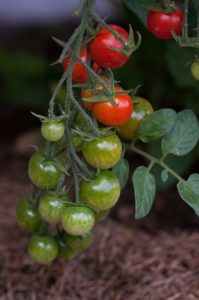 tomatoes-1425779_640