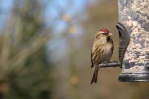 lesser-redpoll-1251020_640