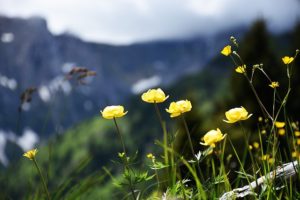 alpine-flowers-1464169_640