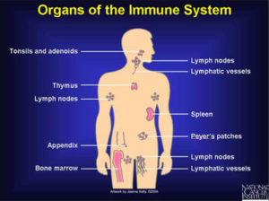 immune-system-101