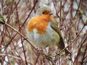 robin-1892987_640