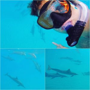 snorkeling with dolphins