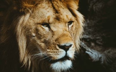 How Daniel Survived A Second Lions’ Den