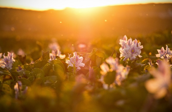 flowers sunlight sunset