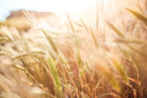 wheat field