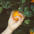 orange picking fruit