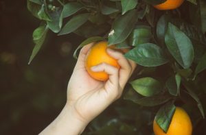 orange picking fruit