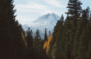 mountain nature trees