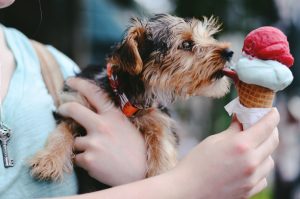 puppy dog ice cream