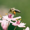 bees honey honeybee