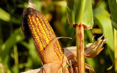 An Ear of Corn Taught Me About Spiritual Gifts