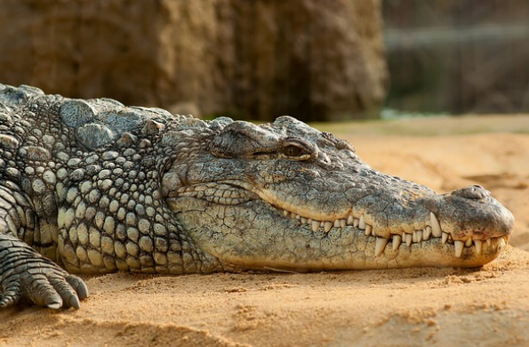 Crocodiles and Charismatic Friends
