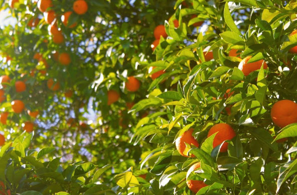 fruit oranges