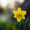 daffodil plant flower
