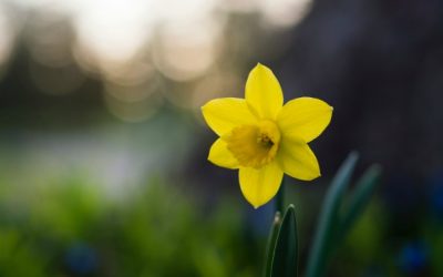 Daffodils, Houseplants, and Testimony