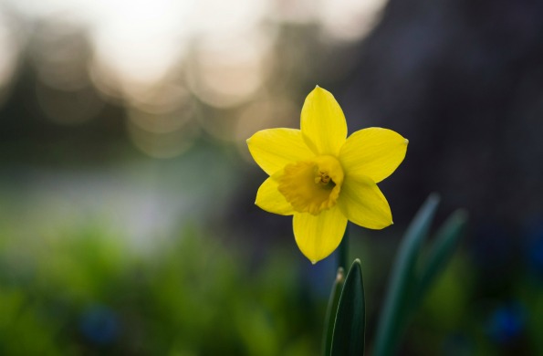 Daffodils, Houseplants, and Testimony