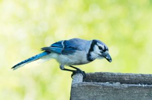 blue jay bird