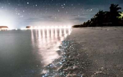 The Bioluminescent Parable: An Otherworldly Glow