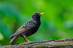 starling