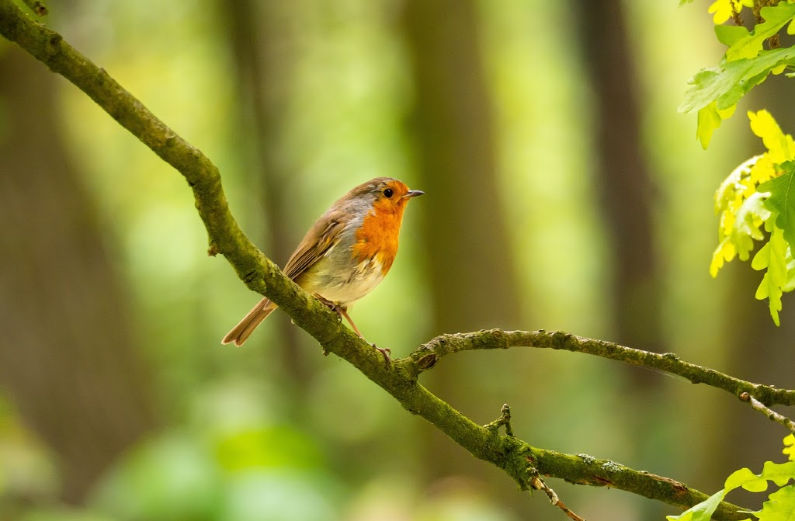 robin bird