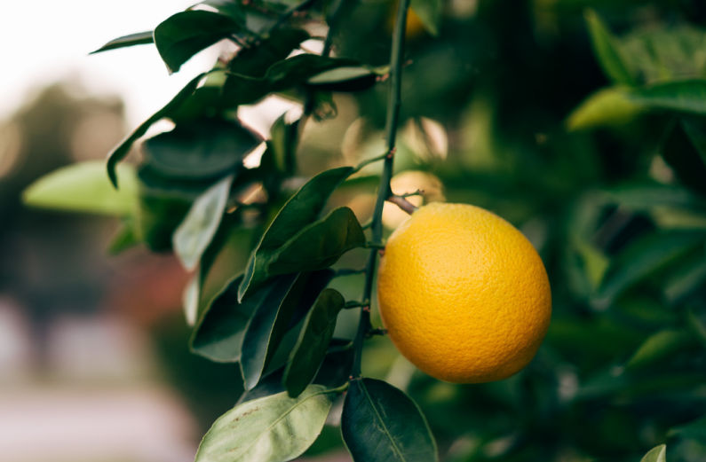 bearing fruit lemon tree