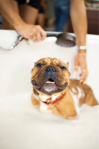 dog bath clean