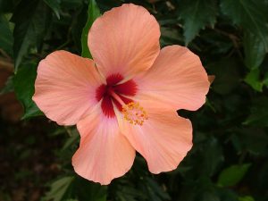 hibiscus flower