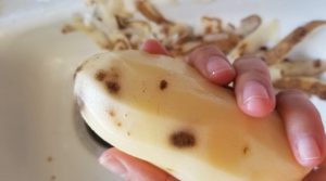 hidden bruises revealed by peeling a potato nobody rides for free