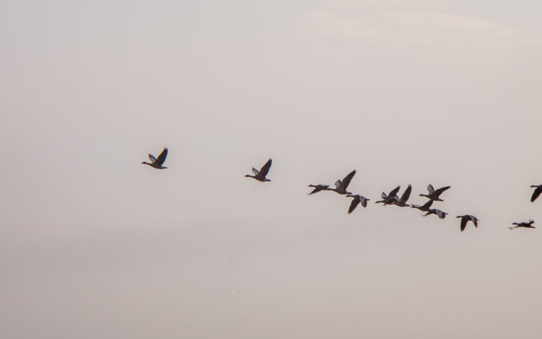 geese overhead