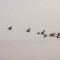 geese overhead